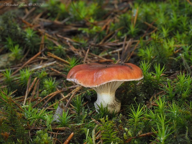 sliziak ružový Gomphidius roseus (Fr.) Oudem.