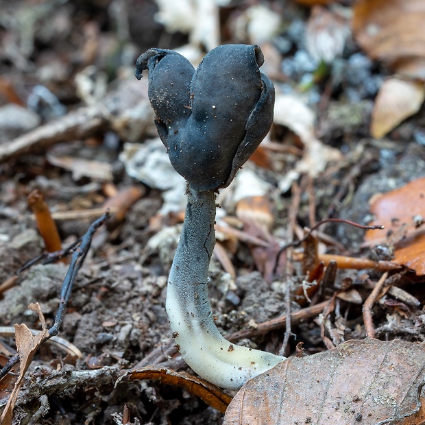 chriapač čierny Helvella atra J. König