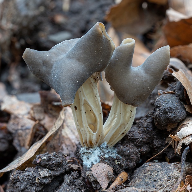 chriapač jamkatý Helvella lacunosa Afzel.