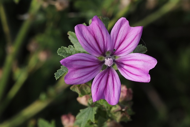 slez lesný Malva sylvestris L.