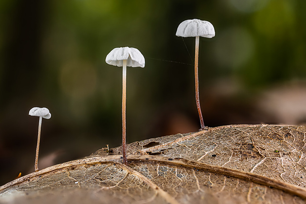 tanečnica listová Marasmius epiphyllus (Pers.) Fr.