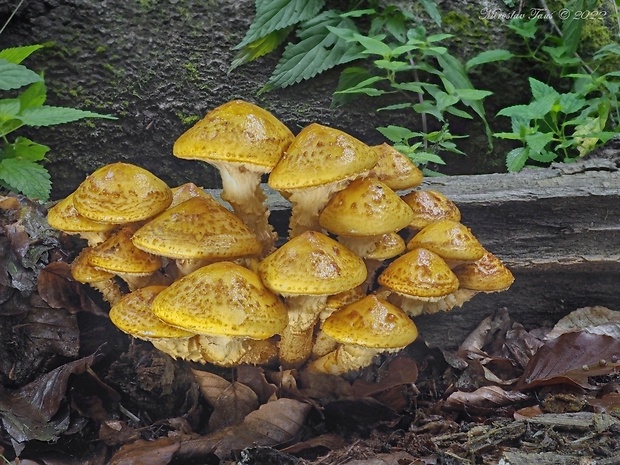 šupinovka slizká Pholiota adiposa (Batsch) P. Kumm.