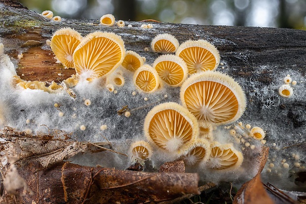 hlivník hniezdovitý Phyllotopsis nidulans (Pers.) Singer