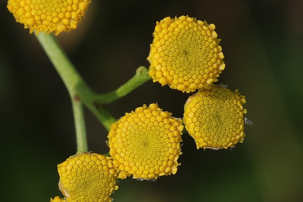 vratič obyčajný Tanacetum vulgare L.