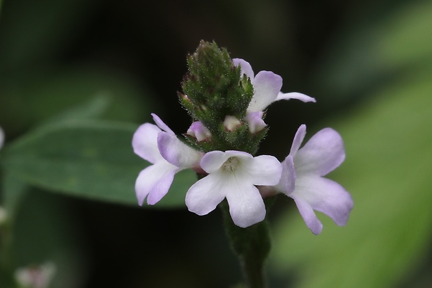 železník lekársky Verbena officinalis L.