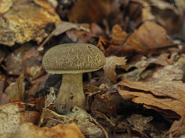 suchohríb uťatovýtrusný Xerocomellus porosporus (Imler ex Bon & G. Moreno) Šutara