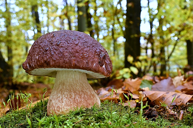 hríb sosnový Boletus pinophilus Pil. et Dermek in Pil.