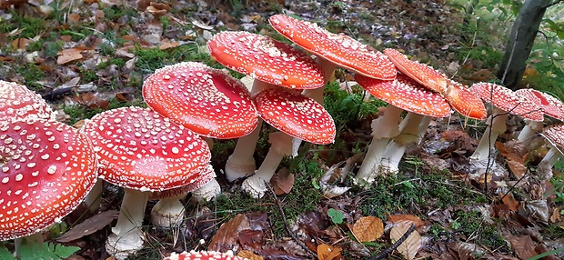 muchotrávka červená Amanita muscaria (L.) Lam.