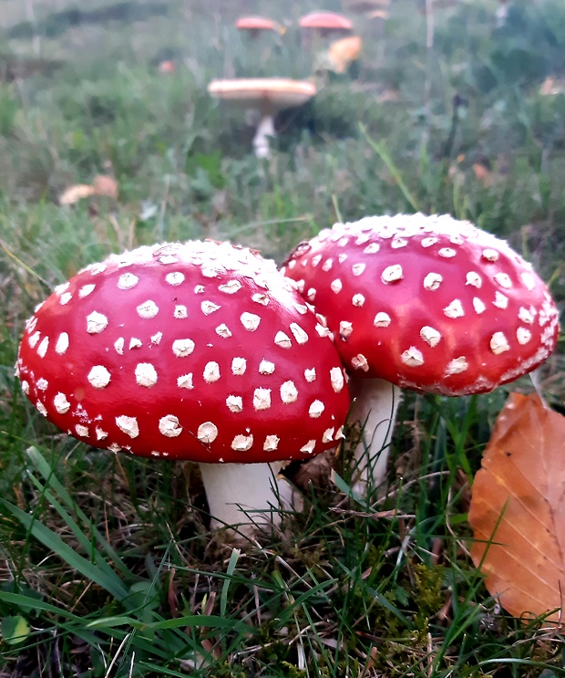 muchotrávka červená Amanita muscaria (L.) Lam.