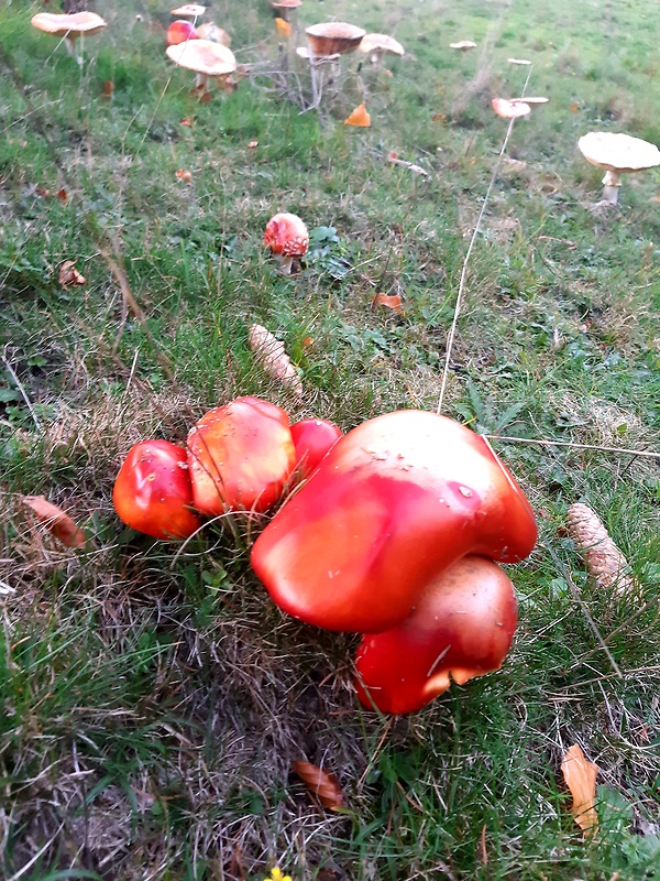 muchotrávka červená Amanita muscaria (L.) Lam.