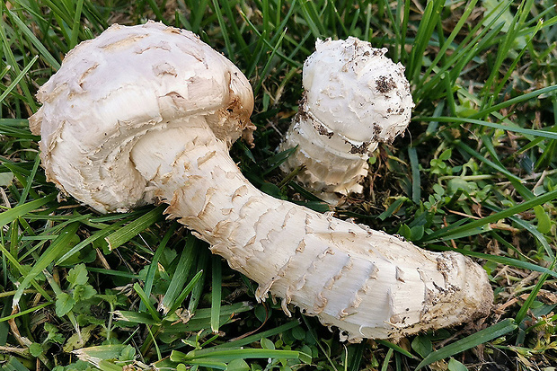 muchotrávka Vittadiniho Amanita vittadinii (Moretti) Vittad.