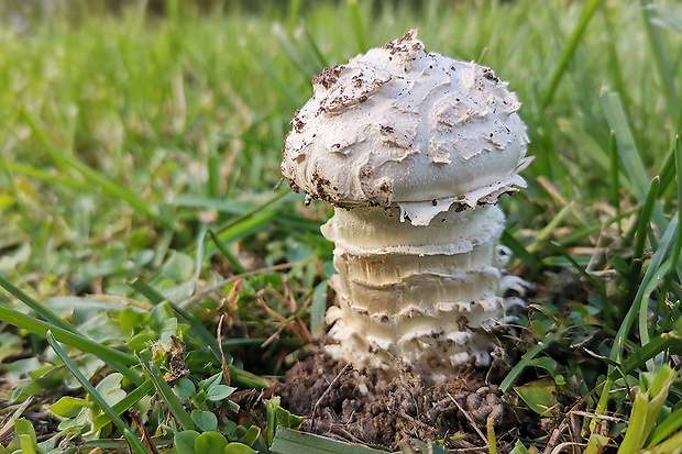 muchotrávka Vittadiniho Amanita vittadinii (Moretti) Vittad.