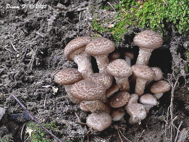 podpňovka tmavá Armillaria ostoyae (Romagn.) Herink