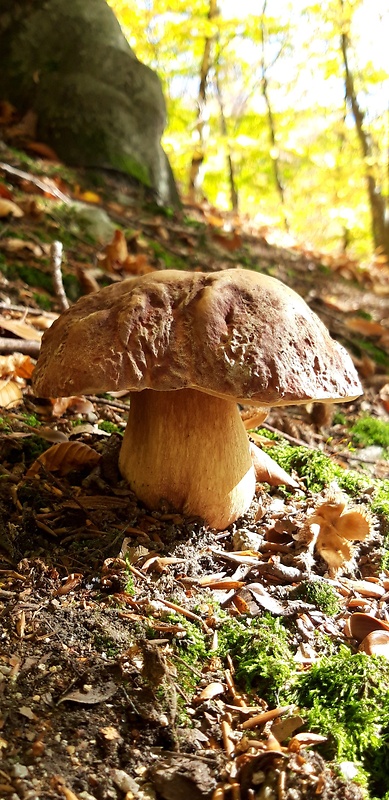 hríb sosnový Boletus pinophilus Pil. et Dermek in Pil.