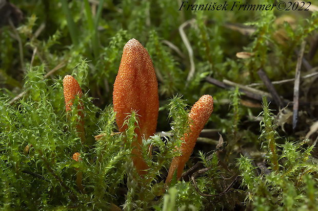 žezlovka hmyzová Cordyceps militaris (Fr.) Link