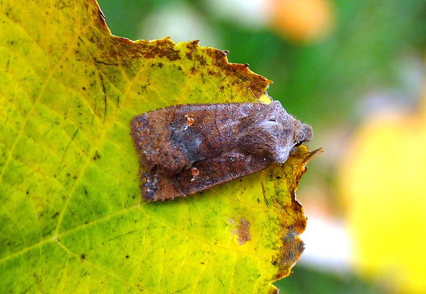 mora bielobodková Eupsilia transversa