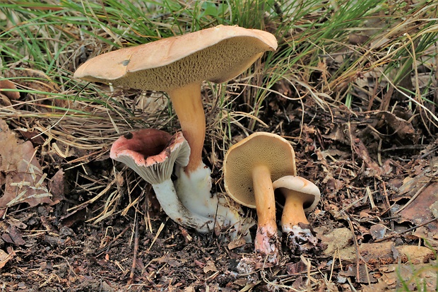 sliziak ružový Gomphidius roseus (Fr.) Oudem.