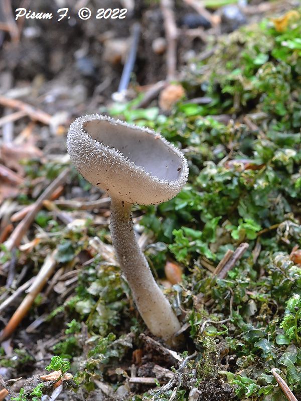 chriapač Helvella sp.