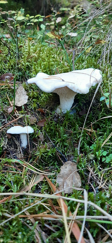 jelenka poprehýbaná Hydnum repandum L.