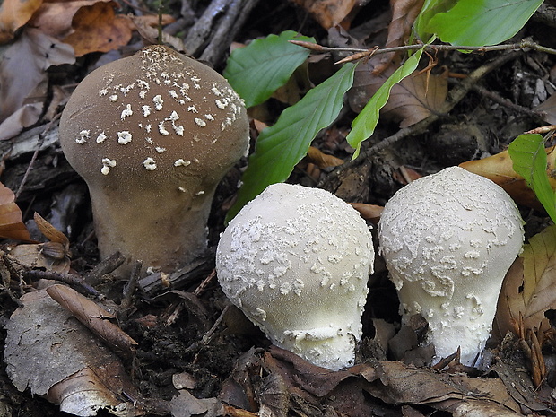 prášnica závojová Lycoperdon mammiforme Pers.