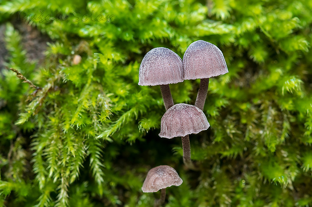 prilbička modrosivá Mycena pseudocorticola Kühner