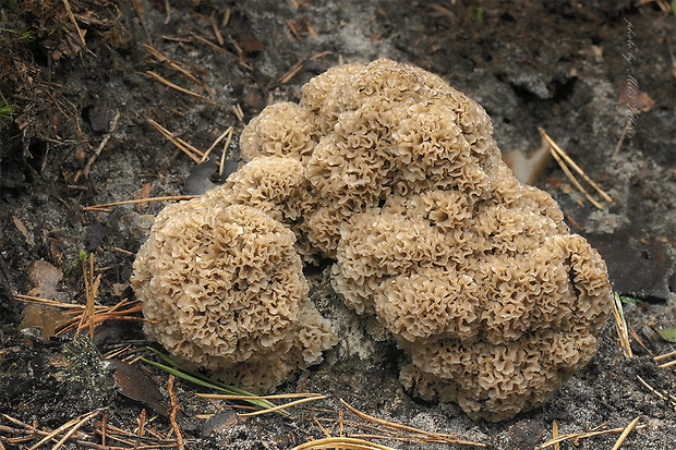 kučierka veľká Sparassis crispa (Wulfen) Fr.