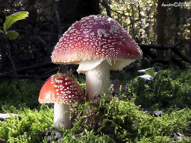 muchotrávka červená Amanita muscaria (L.) Lam.