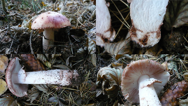 muchotrávka červenkastá Amanita rubescens Pers.