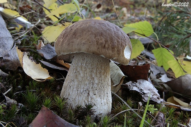 hríb smrekový Boletus edulis Bull.