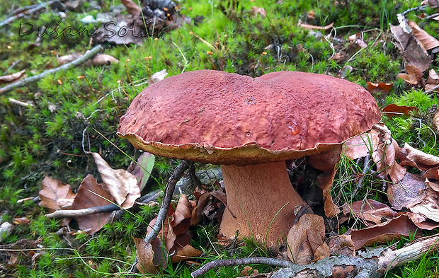 hríb sosnový Boletus pinophilus Pil. et Dermek in Pil.