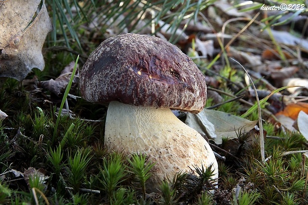 hríb sosnový Boletus pinophilus Pil. et Dermek in Pil.