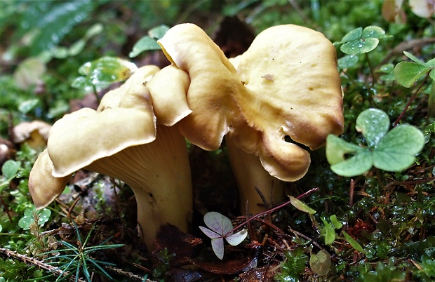 kuriatko jedlé ametystové Cantharellus amethysteus (Quél.) Sacc.