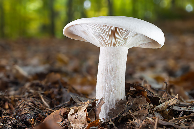 strmuľka inovaťová Clitocybe nebularis (Batsch) P. Kumm.