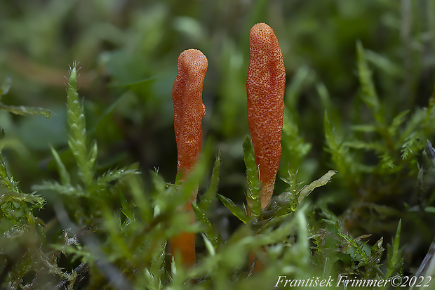 žezlovka hmyzová Cordyceps militaris (Fr.) Link