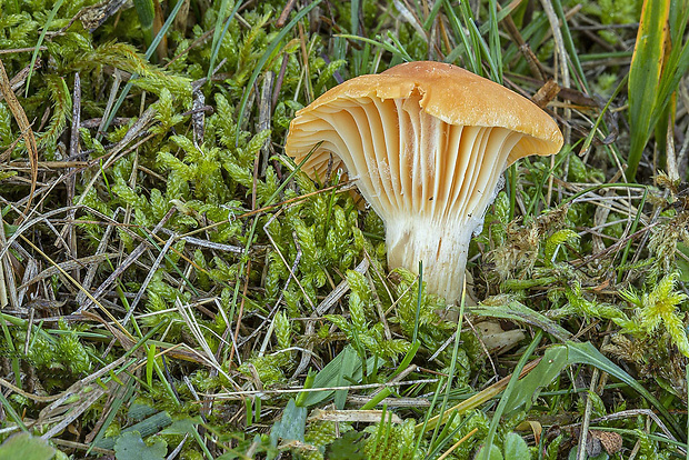 lúčnica statná Cuphophyllus pratensis (Fr.) Bon