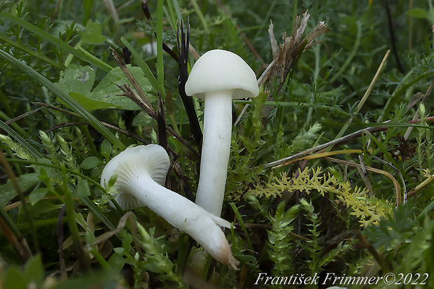 lúčnica snehobiela Cuphophyllus virgineus (Wulfen) Kovalenko