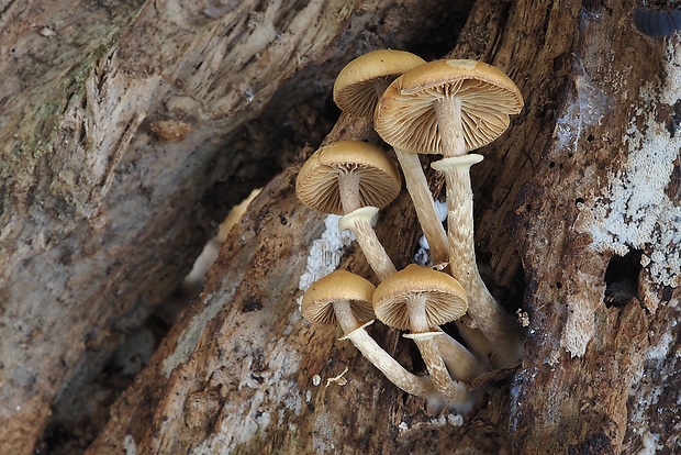 kapucňovka okrovohnedastá Galerina marginata (Batsch) Kühner