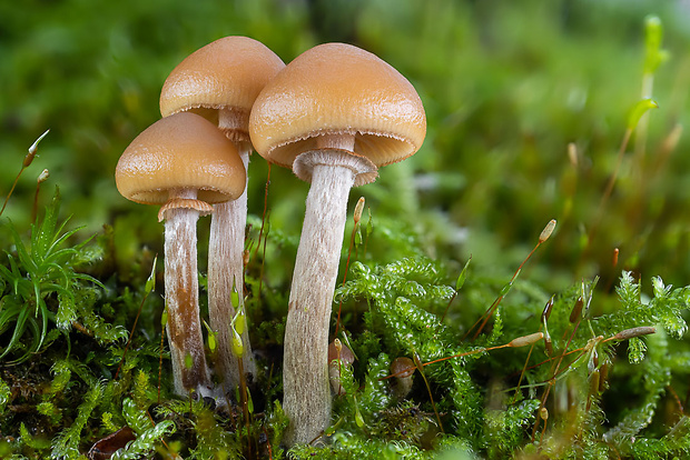 kapucňovka okrovohnedastá Galerina marginata (Batsch) Kühner