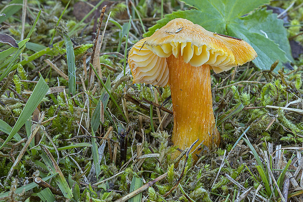 lúčnica hrotitá Hygrocybe cf. acutoconica (Clem.) Singer