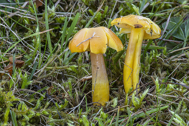 lúčnica citrónovožltá Hygrocybe chlorophana (Fr.) Wünsche