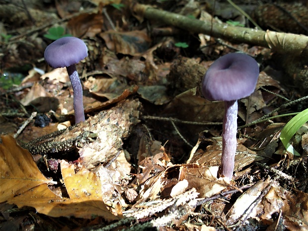 lakovka ametystová Laccaria amethystina (Huds.) Cooke