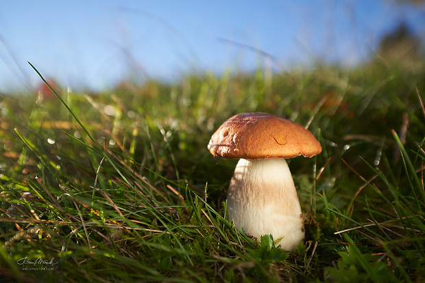 kozák osikový Leccinum albostipitatum den Bakker & Noordel.