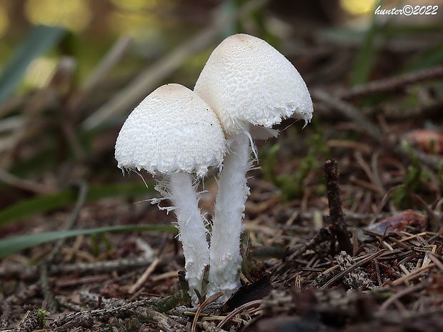 bedlička vlnatá Lepiota clypeolaria (Bull.) P. Kumm.