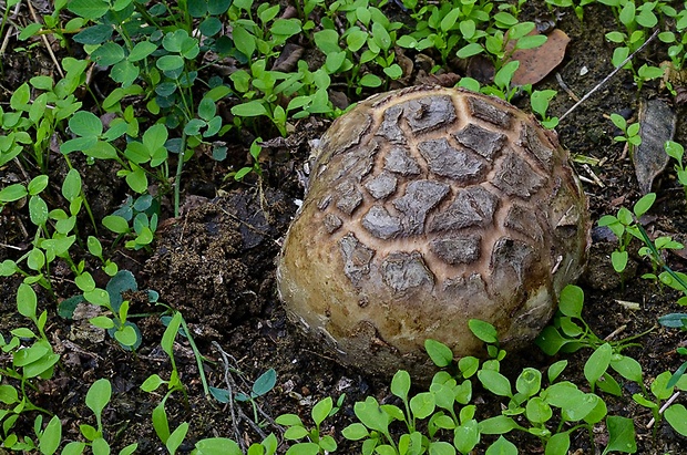 škárka kožovitá Mycenastrum corium (Guers.) Desv.