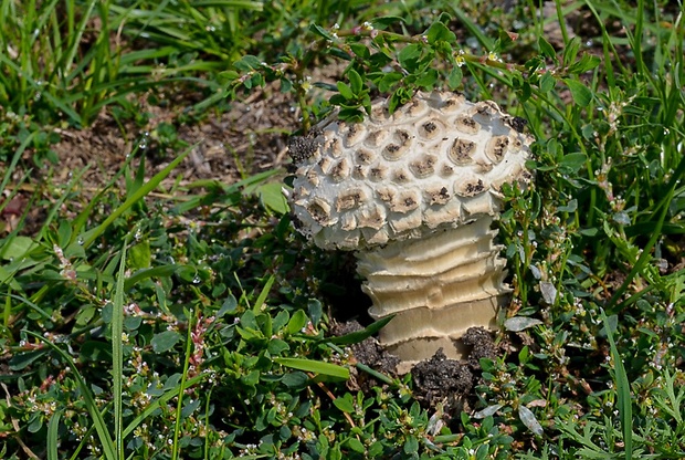 muchotrávka Vittadiniho Saproamanita vittadinii (Moretti) Redhead, Vizzini, Drehmel & Contu