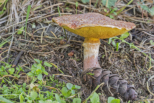 masliak duglaskový Suillus lakei (Murrill) A.H. Sm. & Thiers