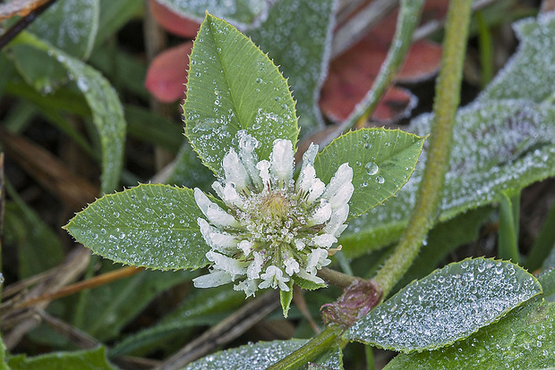 ďatelina Trifolium sp.