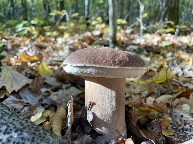 hríb dubový Boletus reticulatus Schaeff.