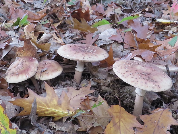 muchotrávka červenkastá Amanita rubescens Pers.