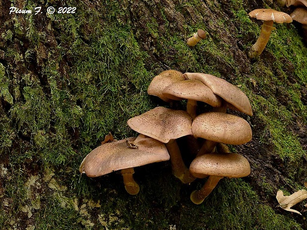 podpňovka obyčajná Armillaria mellea (Vahl) P. Kumm.